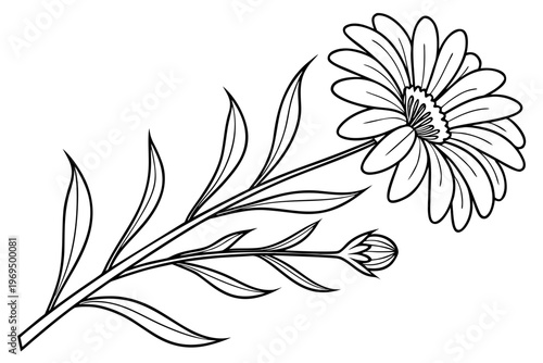 coloring page line art the aster flower black vector