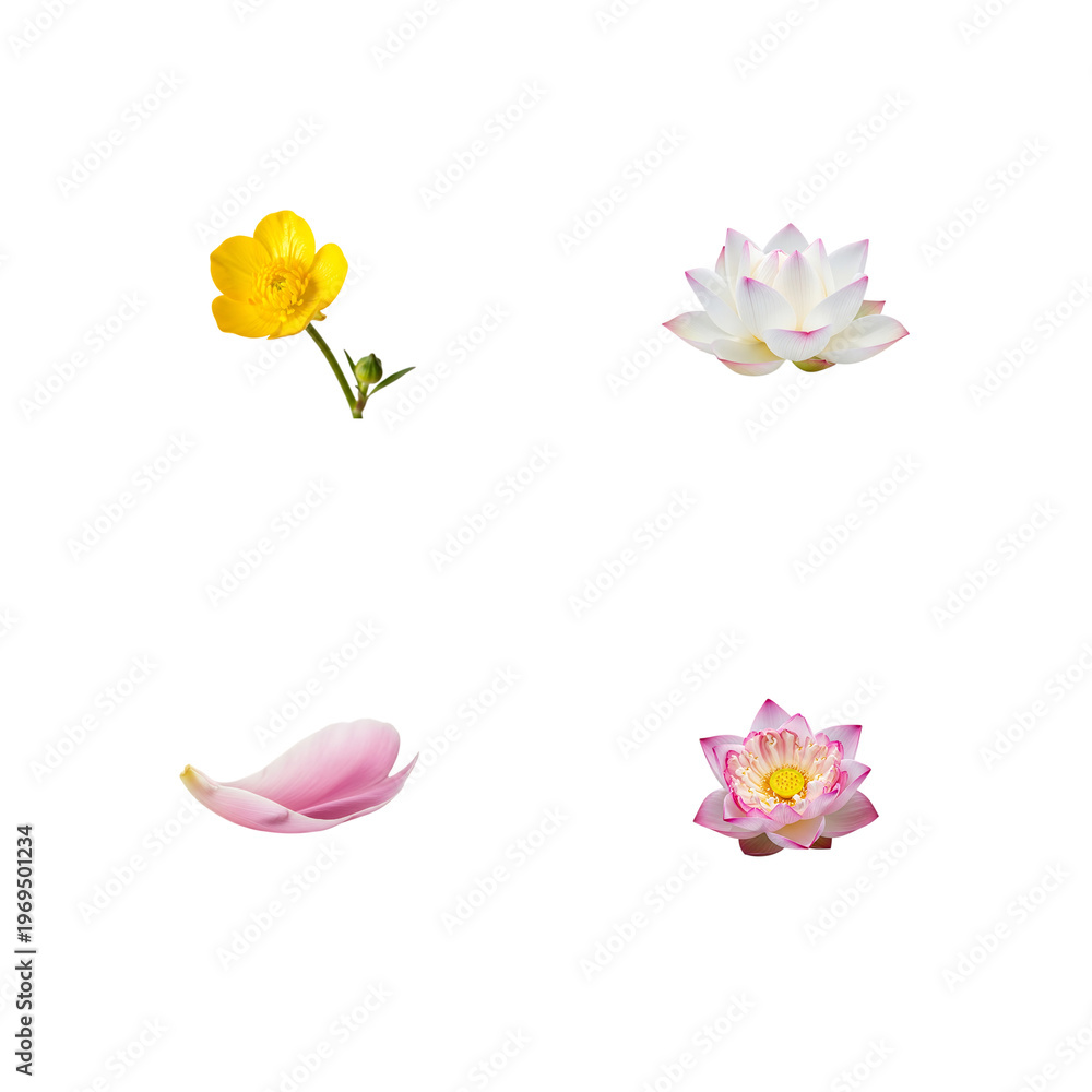 Naklejka premium Four lotus flowers isolated on transparent background yellow white pink and purple
