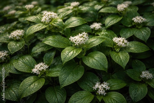 Detailed view of lush green leaves on a flowering groundcover plant showcasing natural botanical beauty