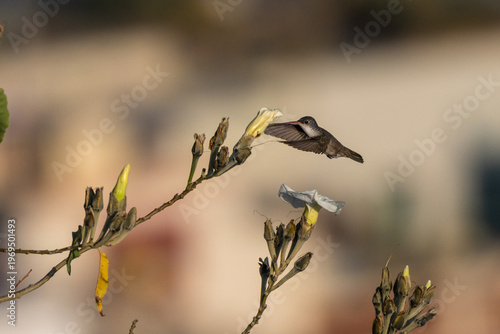Hummingbird hovering to sip nectar from yellow flower