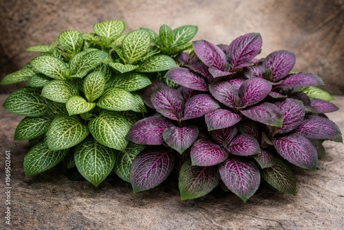 Artificial fittonia plants with green and purple leaves on a textured background