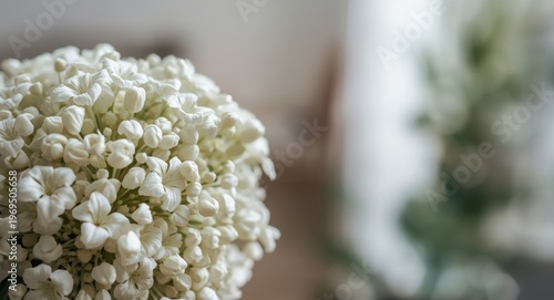 White flowers macro close up with blurred apartment background and copy space for text