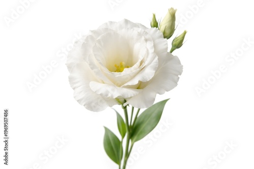 Delicate white eustoma blossom isolated on a pristine white backdrop