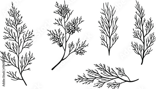Hand-Drawn Botanical Juniper and Cypress Branch Illustrations Set
