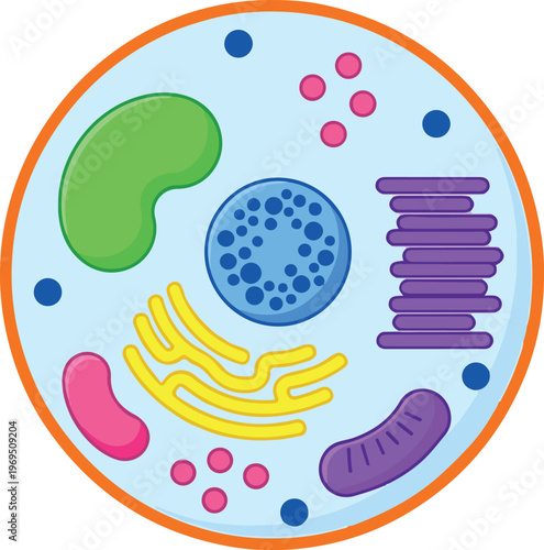 The cell contains various organelles within its membrane structure clearly visible.
