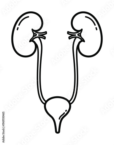 Vector of human kidneys and the urinary bladder connected by ureters