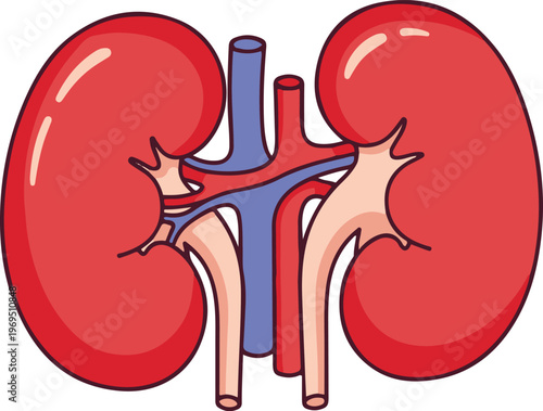 The human kidneys and their internal structures are illustrated in detail.