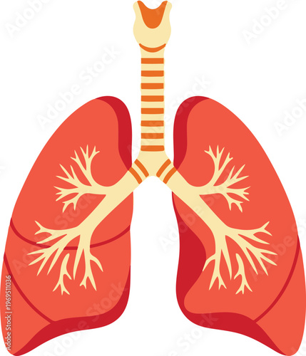 Anatomical illustration of human lungs and trachea in detail