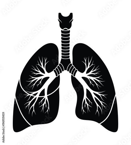 High-contrast vector of human lungs showing bronchial tree structures