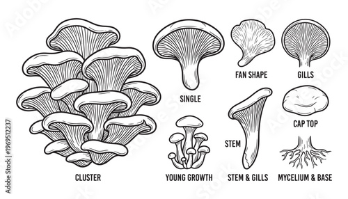 Mushroom cluster and parts vector illustration for food and nature