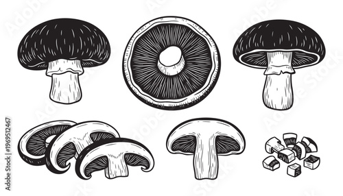 Mushroom variety illustration vector various cuts and whole mushrooms isolated on background