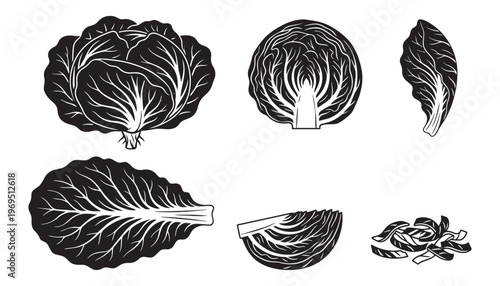 Cabbage illustration vector whole head cut leaf and shredded cabbage isolated