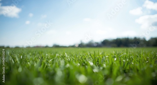 Focused green grass lawn un...