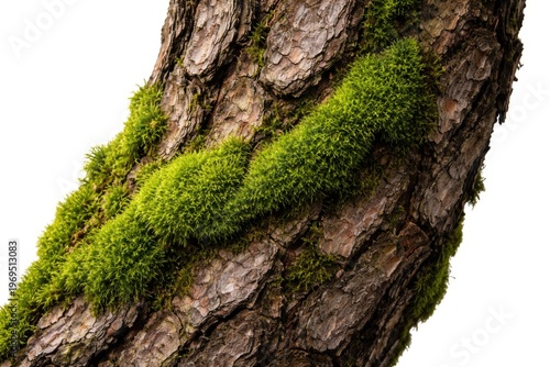 Close-Up of Green Moss on P...
