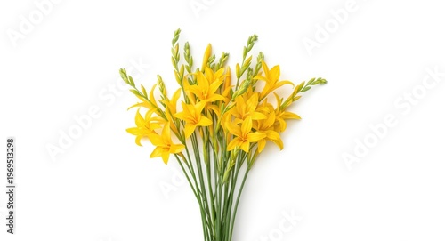 Vivid yellow Curcuma zantho...