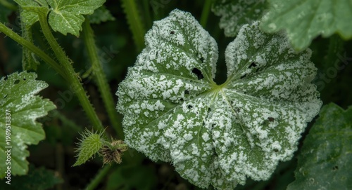 White fungal growth on cucu...