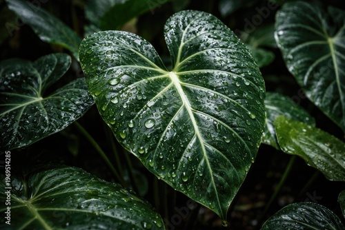 Close up of Alocasia foliag...