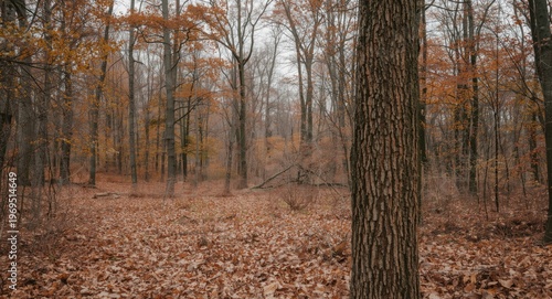 forest scene showing transi...