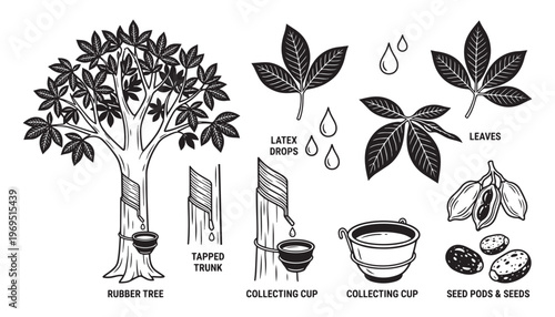 Rubber tree latex illustration vector set on transparent background, natural rubber production