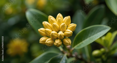 Yellow Michelia Alba flower...