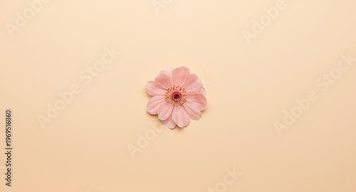 Top view of a trendy pink b...