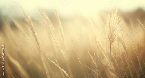 Soft sunlight background wi...