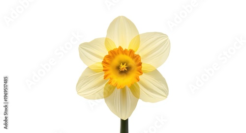 Vibrant daffodil blossom is...