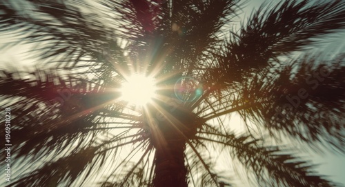 Sunlit palm tree motion wit...