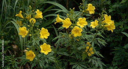 Yellow trumpet flowers in f...