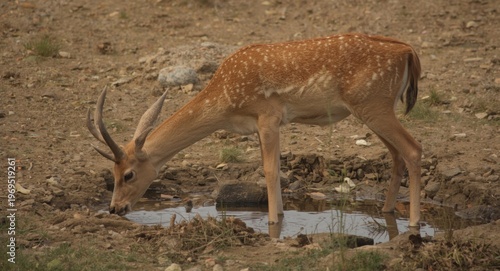 Graceful deer drinking wate...