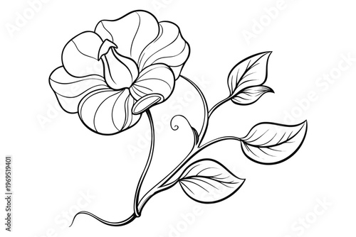 coloring page line art the sweet pea flower black vector