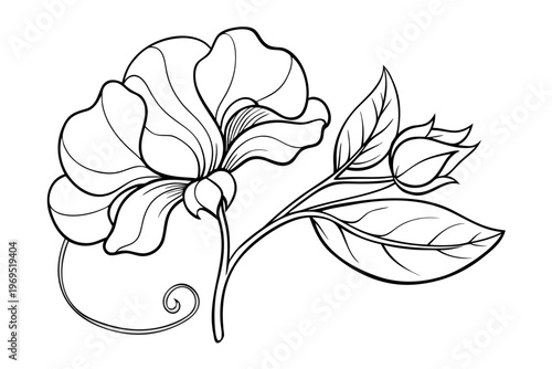 coloring page line art the sweet pea flower black vector