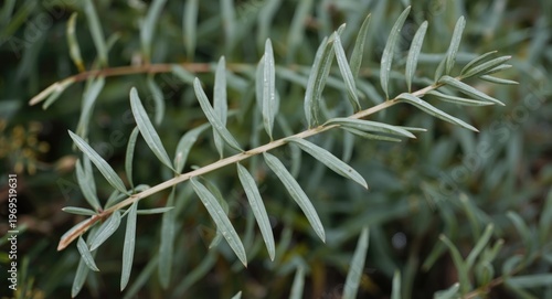 Mountain Flax with elongate...