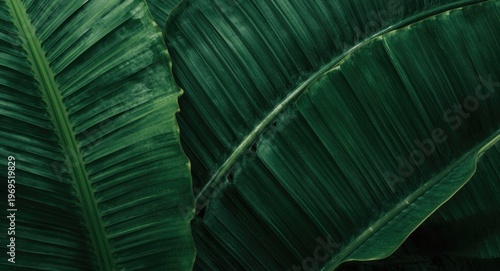 Tropical banana leaf backdr...