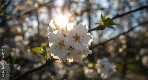 Spring sun bathes white plu...
