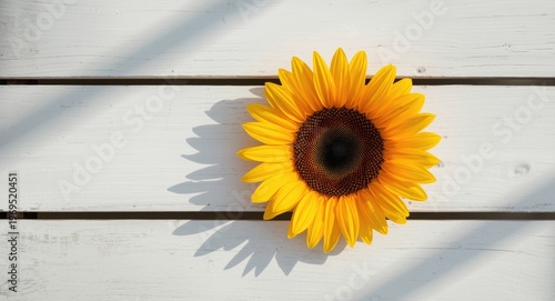 Top view of a bright sunflo...