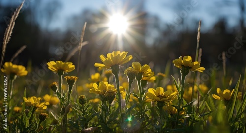 Yellow marsh marigold bloss...