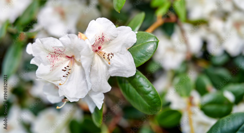 Obraz premium Garden, flowers and rhododendron in nature with aesthetic, natural beauty or sustainability outdoor. Floral, white petals and leaves with plants for ecology, decoration or bloom in spring with growth