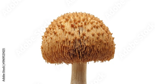 Organic edible lions mane m...