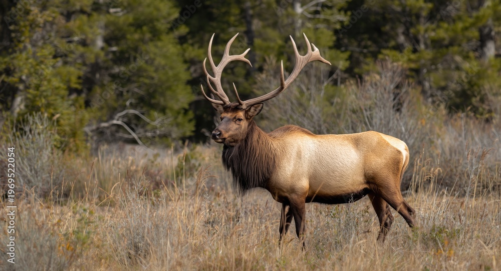 Obraz premium Wildlife scene with elk in natural surroundings