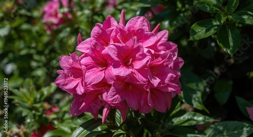 Vibrant pink blooms basking...