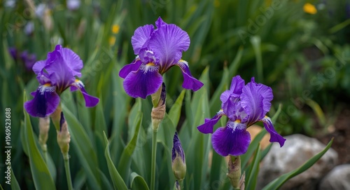 Bright purple iris flowers ...