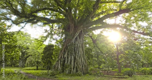 Ancient giant banyan tree with strong aerial roots creating a natural shelter, standing in a lush tropical forest on Tanna Island, Vanuatu, with sunlight breaking through the canopy. Nature landscape