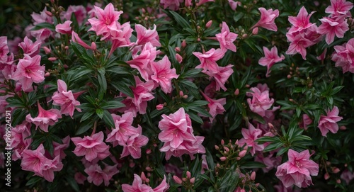 Spring garden with flourish...