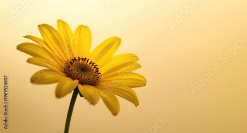Yellow flower detailed clos...