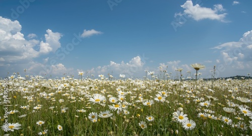 Summer field of white daisi...