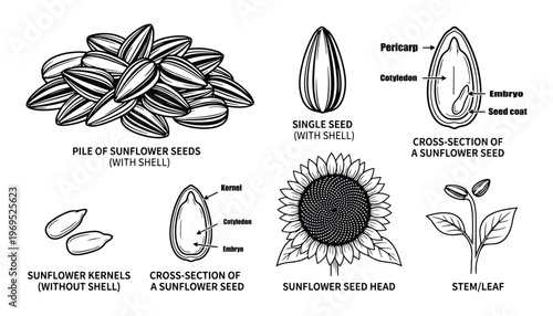 Sunflower seeds collection with cross section kernel head and plant stem vector illustration set