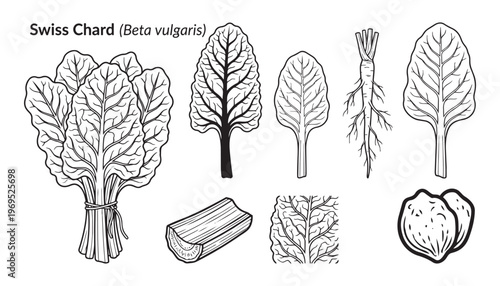 Swiss chard beta vulgaris vegetable set with leaves bundle root and stem vector illustration icon