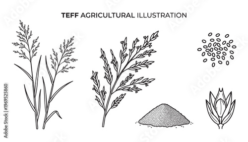 Teff agricultural illustration set with plant leaves grain pile black and white vector
