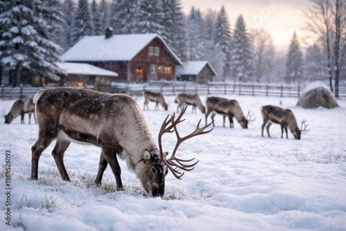 Peaceful reindeer grazing o...
